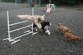 Almost Home Doggie Day Care image 4