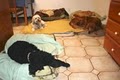 Almost Home Doggie Day Care image 6