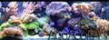 Aquacorals Reef Aquariums image 1