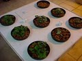 Atlantis Indoor Garden Supply and Organics | Atlantis Hydroponics image 5