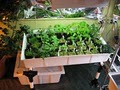 Atlantis Indoor Garden Supply and Organics | Atlantis Hydroponics image 6