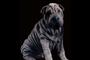 Baggins Shar-Pei Kennel image 5