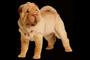 Baggins Shar-Pei Kennel logo