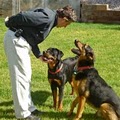 Bark Busters Home Dog Training image 5