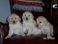 Barkery Ranch Golden Retrievers image 3