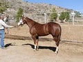 Blake Ranch Qtr. Horses & Paints image 3