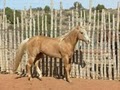 Blake Ranch Qtr. Horses & Paints image 5