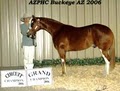 Blake Ranch Qtr. Horses & Paints image 8