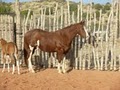 Blake Ranch Qtr. Horses & Paints image 9