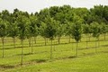Bluestem Landscaping and Tree Farm/Vineyard image 2