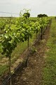 Bluestem Landscaping and Tree Farm/Vineyard image 7