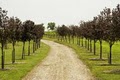 Bluestem Landscaping and Tree Farm/Vineyard logo