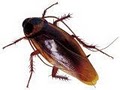 Bug Off Exterminators | Pest Control South Florida image 2