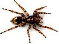 Bug Off Exterminators | Pest Control South Florida image 3