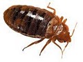 Bug Off Exterminators | Pest Control South Florida image 5