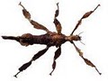 Bug Off Exterminators | Pest Control South Florida image 7