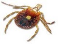 Bug Off Exterminators | Pest Control South Florida image 8
