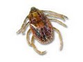 Bug Off Exterminators | Pest Control South Florida image 9