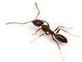 Bug Off Exterminators | Pest Control South Florida image 10