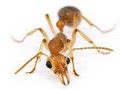 Bug Off Exterminators | Pest Control South Florida logo