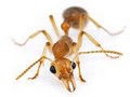 Bug Off Exterminators | Pest Control South Florida image 1