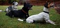 Canine Ph.D. Dog Training, Inc. image 1