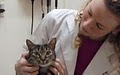 Cat Doctors image 2