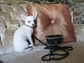 Chihuahua Dream image 3