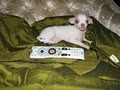 Chihuahua Dream image 4