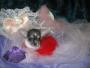 Chihuahua Dream image 5