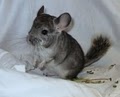 Chinchillas QED image 2