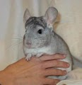 Chinchillas QED image 1