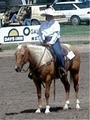 Cleveland Horses - Notquitea Ranch image 3