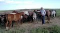 Cleveland Horses - Notquitea Ranch image 5