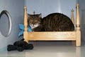 Creature Comforts Pet Resort image 1