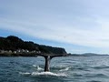 Dockside Charters Whales Tail image 1
