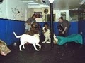 Dog Wash Dog Daycare & Boarding NYC image 8