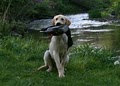 Duck Hunt AR! Duck Hunting Arkansas! Best Places to Duck Hunt in Arkansas! image 1