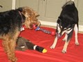 Fetch! Pet Care of Marin and Sonoma County image 3