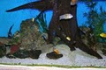 Fish World Aquarium Shop image 4