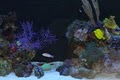Fish World Aquarium Shop image 7