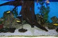 Fish World Aquarium Shop image 10