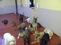 Fisher's Friends Dog Day Care image 2