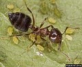 Florida Pest Control Business image 2