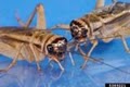 Florida Pest Control Business image 3