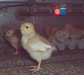 Funky Chicken Farm image 5