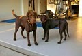 HAPPY HAVEN LABRADORS image 6