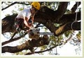 HUMBLE TREE SERVICE image 2
