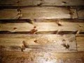 Heritage Pine Flooring image 1