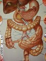 Intestinal  Fitness, L.L.C image 5